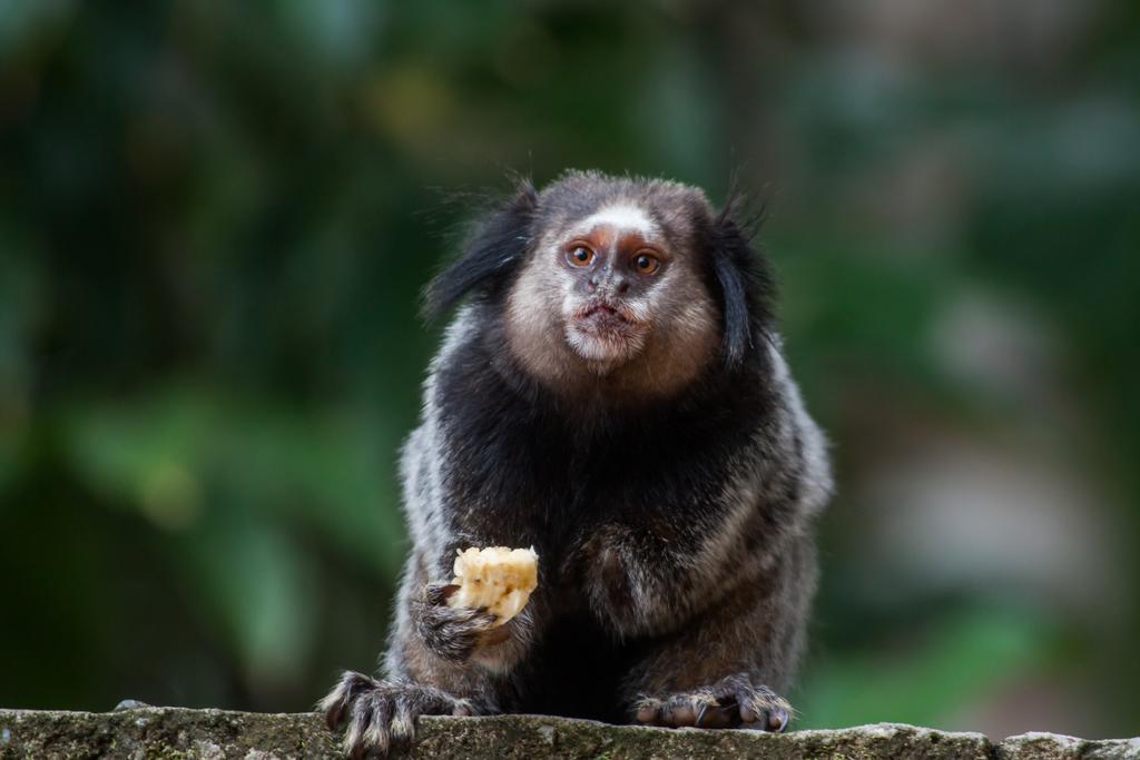 巴拉格兰德 Pousada Espaco Do Sagui - Taipu De Fora酒店 外观 照片